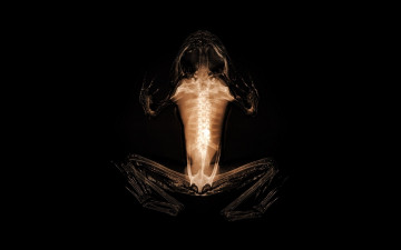 Картинка разное кости +рентген лягушка