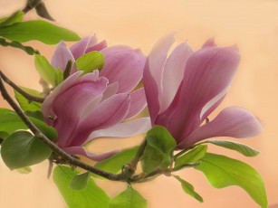 Картинка цветы магнолии розовая магнолия куст бутоны макро