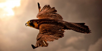Картинка животные птицы+-+хищники сокол полет