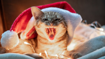Картинка животные коты новогодний кот
