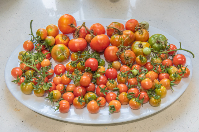 Обои картинки фото еда, помидоры, ассорти, много, урожай