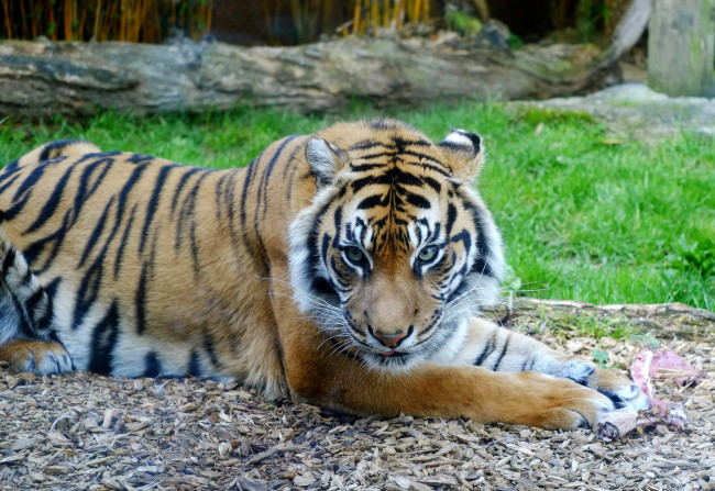 Обои картинки фото животные, тигры, суматранский, тигр