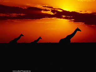 Картинка жирафы животные
