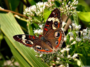 Картинка животные бабочки
