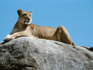 Картинка животные львы