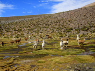 обоя salar, de, uyuni, животные, ламы, bolivia