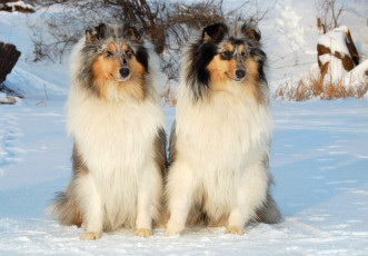 Картинка животные собаки колли собака шотландская овчарка