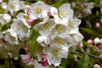 Картинка цветы цветущие деревья кустарники белый ветка яблоня