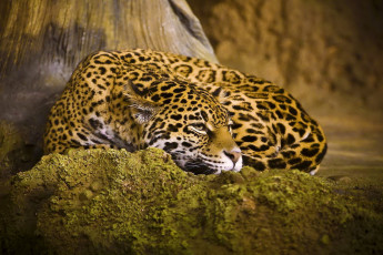 Картинка животные Ягуары ягуар хищник