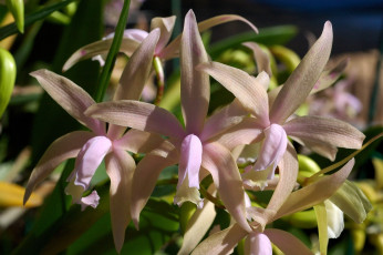 Картинка цветы орхидеи экзотика бледно-розовый