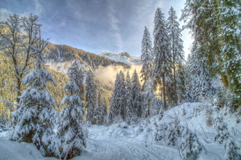 Картинка природа зима снег ель лес деревья