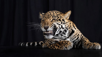 Картинка животные Ягуары оскал ягуар