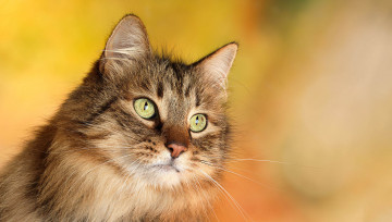 Картинка животные коты кошка кот голова портрет