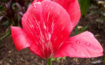 Картинка цветы тюльпаны красные белые полоски капли