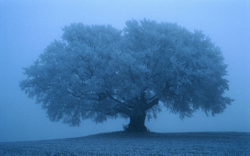 Картинка природа деревья снег синий