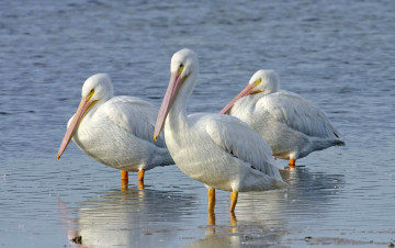 Картинка животные пеликаны белый вода клюв