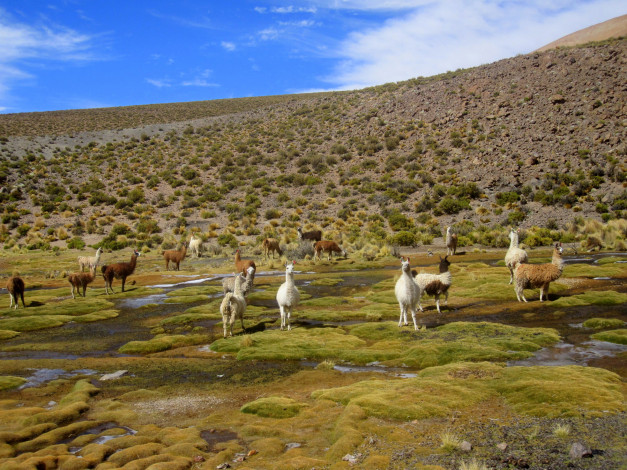 Обои картинки фото salar, de, uyuni, животные, ламы, bolivia