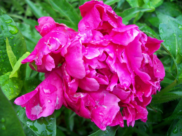 Обои картинки фото цветы, пионы, яркий, розовый, капли, вода