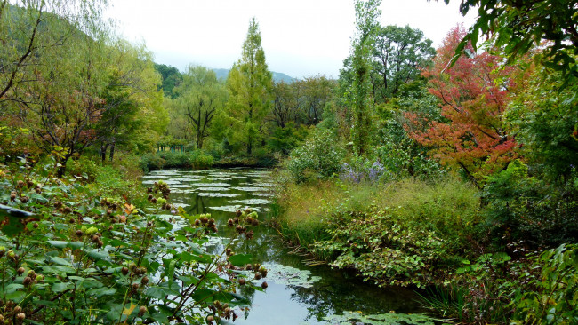 Обои картинки фото природа, реки, озера, вода, кусты, деревья, водяные, лилии