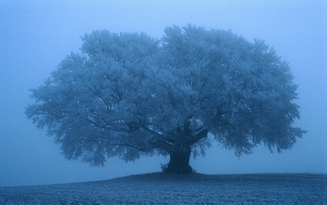 Обои картинки фото природа, деревья, снег, синий