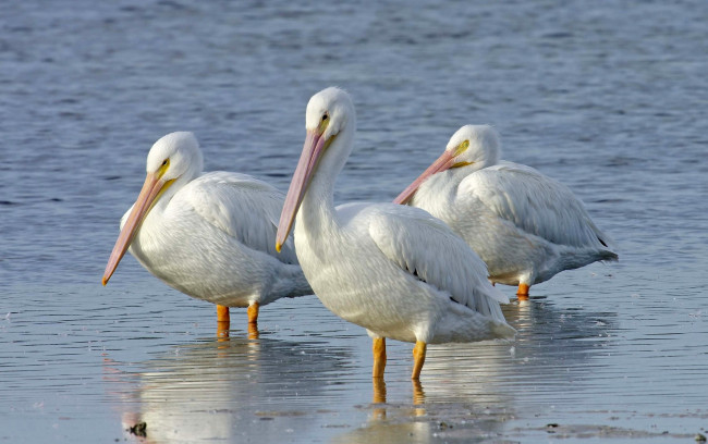 Обои картинки фото животные, пеликаны, белый, вода, клюв