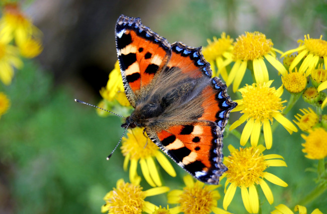 Обои картинки фото животные, бабочки, желтый, цветы, крылья, пестрый
