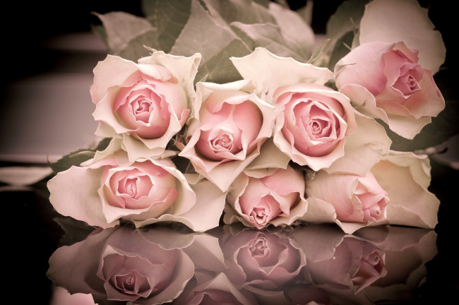 Обои картинки фото цветы, розы, бледно-розовый, много, отражение