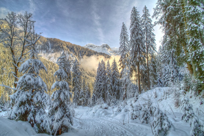 Обои картинки фото природа, зима, снег, ель, лес, деревья