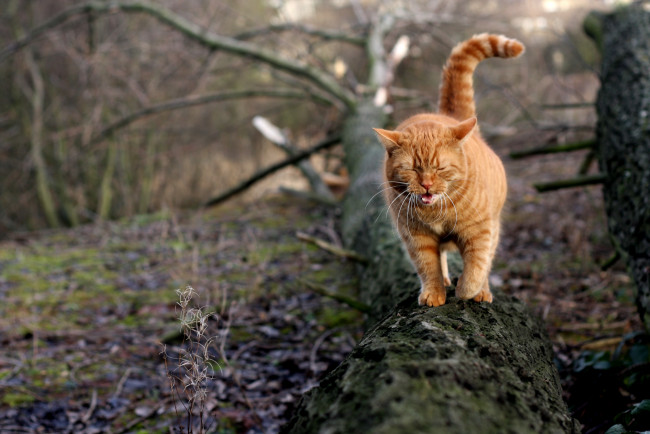 Обои картинки фото животные, коты, кот, кошка, ствол, дерево