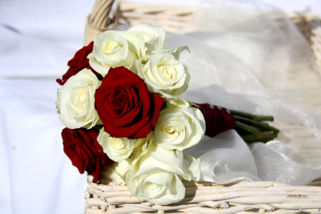 Обои картинки фото цветы, розы, красный, белый