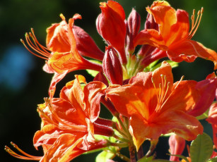 Картинка цветы рододендроны азалии альстромёрия