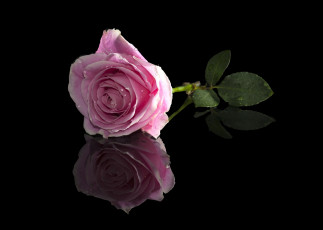 Картинка цветы розы розовый отражение
