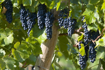 Картинка природа Ягоды виноград лоза