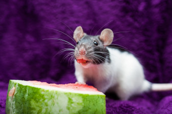 Картинка животные крысы мыши крыса арбуз