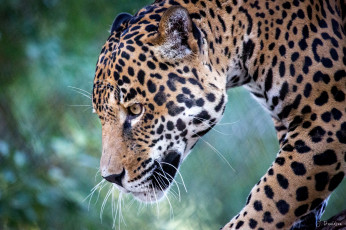 Картинка животные Ягуары профиль морда