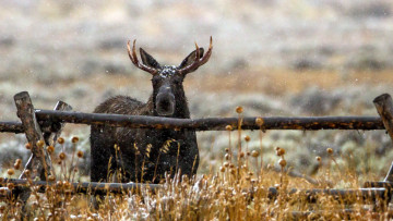 Картинка животные лоси лось забор снег туман природа