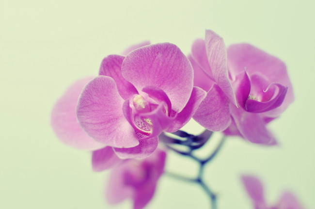 Обои картинки фото цветы, орхидеи, розовый