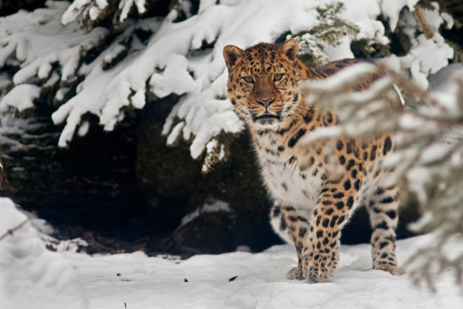 Обои картинки фото животные, леопарды, снег, амурский, леопард