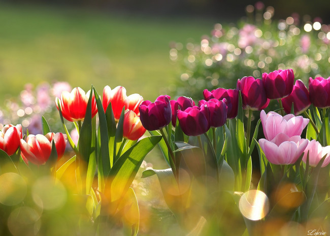 Обои картинки фото цветы, тюльпаны, красота