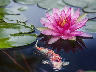 Картинка цветы лилии+водяные +нимфеи +кувшинки кои розовый
