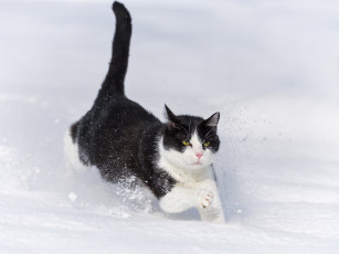 Картинка животные коты снег кошка бежит зима