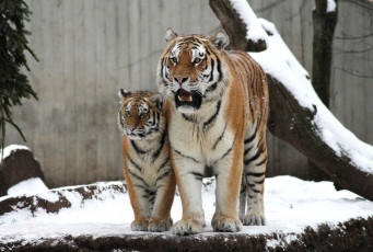Картинка животные тигры снег тигрица тигренок зима семья пара малыш мама
