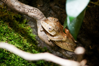 Картинка животные лягушки лягушка болотная борнео
