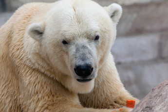 Картинка животные медведи хищник морда полярный белый медведь