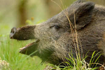 Картинка животные свиньи +кабаны хрюша