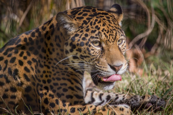 Картинка животные Ягуары морда отдых язык ягуар