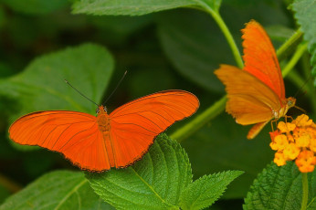 Картинка животные бабочки бабочка оранжевая
