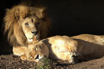 Картинка животные львы девочка мальчик