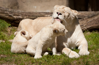 обоя животные, львы, семья