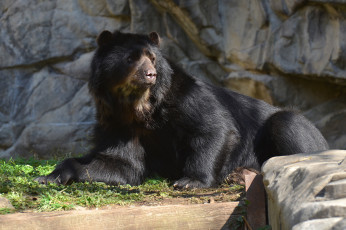 Картинка животные медведи черный косолапый